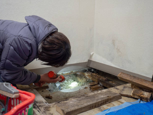 Best Asbestos and Lead Testing During Mold Inspection  in West Glendive, MT