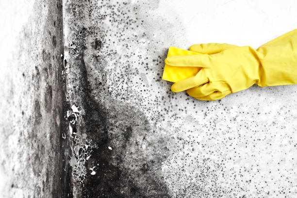 Best Forensic Mold Investigation  in West Glendive, MT